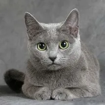 грижи котки
