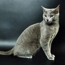 сини руски
