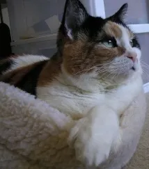 пръсти котка