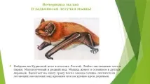 області