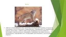 тварин