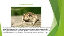 калінінградської