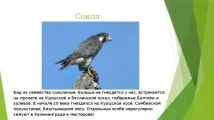 калінінградської