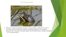 калінінградської