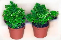 домашни selaginella