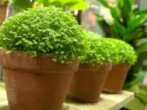 layunok selaginella