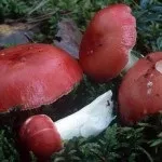 пекуче
