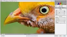 photoshop photoshop