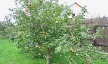 streyfling вкус