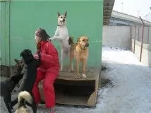 собачий