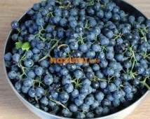 Сік із винограду на зиму через соковижималку – фото рецепт покрокового приготування соковижималку