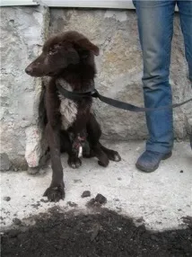 дуже