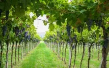 Valpolicella Classico Valpolicella Classico