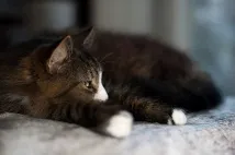 котка котка