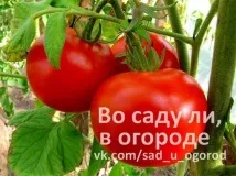 Стовбур помідорів помідорів