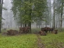 русия русия