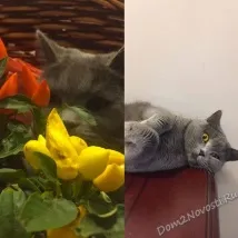 африкантова татяна