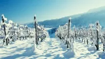 Укриття винограду на зиму агроволокном особливості захисту кущів від холоду винограду