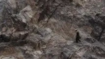 човешките учените