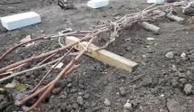 Укриття винограду на зиму агроволокном особливості захисту кущів від холоду укриття