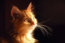 котките