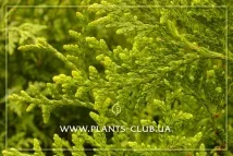 Туя складчаста Гельдерланд чи Thuja plicata - Gelderland plicata
