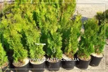 Туя складчаста Гельдерланд чи Thuja plicata - Gelderland складчаста