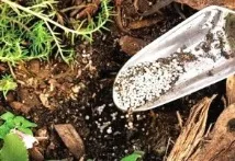 Укриття винограду на зиму агроволокном особливості захисту кущів від холоду особливості