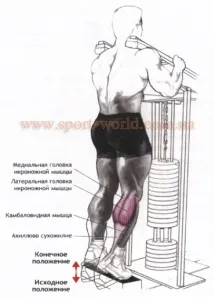 Вправи для м’язів гомілки, Sport-world гомілки