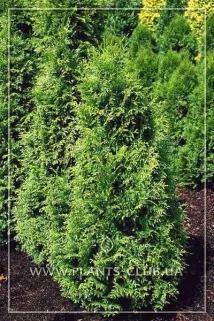Туя складчаста Гельдерланд чи Thuja plicata - Gelderland thuja