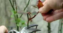 затопляме розите зимата