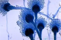 aspergillius това