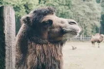 камилски камилската