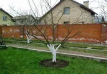 през ябълково