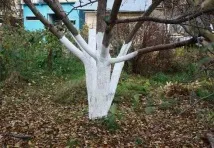 грижа през