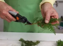 дерево
