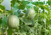 оранжерия поликарбонат пъпеши