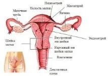 генитални структура