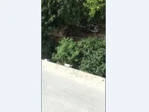 изхвърлени изхвърлени