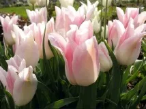 Види тюльпанів види