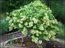 короната стандартната хортензия короната стандартната