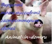 свински трансмисивен