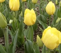 Види тюльпанів тюльпанів