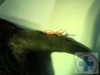 хірургічне