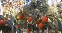 райската райската