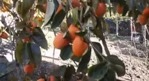 необичайно райската