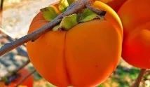 ябълка ябълка