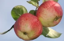 штрифель