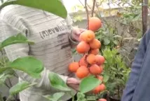 ябълка ябълка