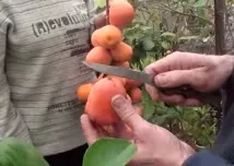райската ябълка